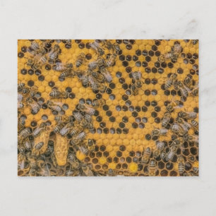 Carte Postale Honeybee Photo 2 Queen Cells sur peigne de miel.