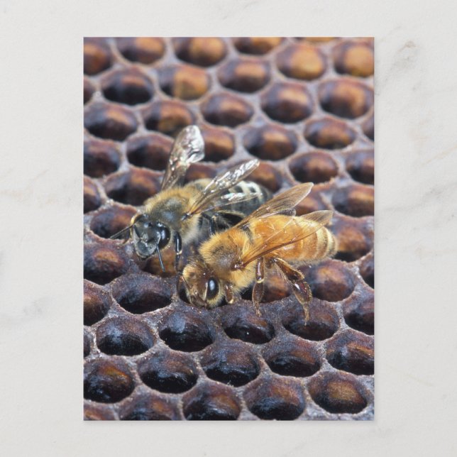 Carte Postale Honeycomb Bees (Devant)