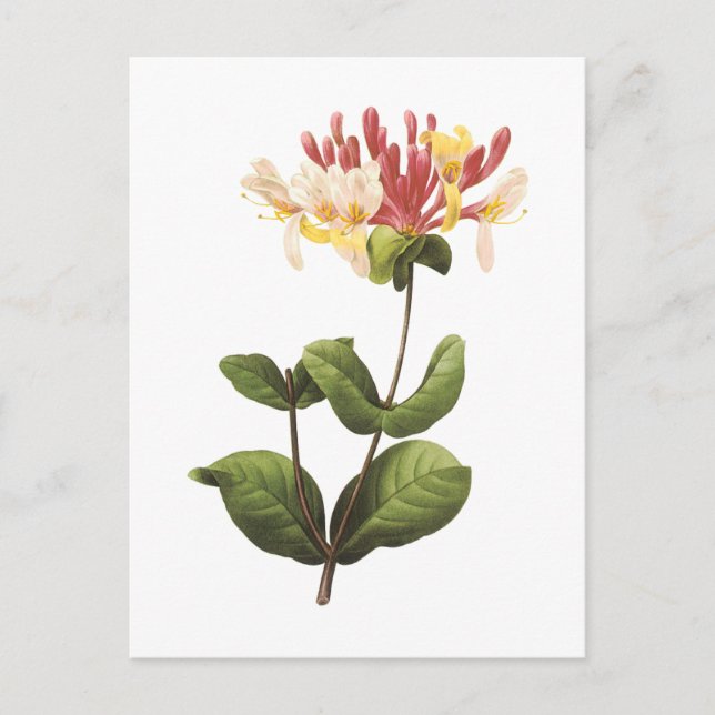 Carte Postale honeysuckle(Lonicera sp.) par Redouté (Devant)
