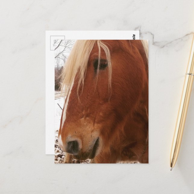 Carte Postale Hongre Cheval Belge (Devant/Arrière en situation)