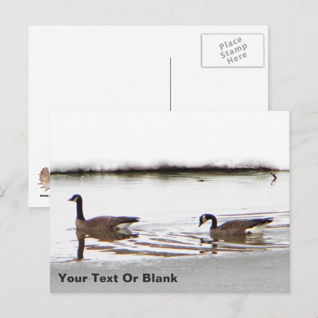 Carte Postale Honkers - Oies du Canada (Devant / Derrière)