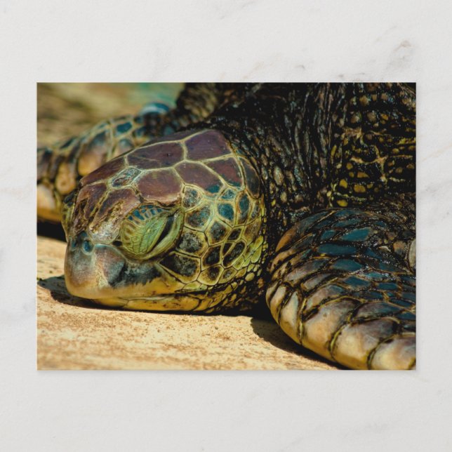 Carte postale Honu (Hawaiian Green Sea Turtle) (Devant)