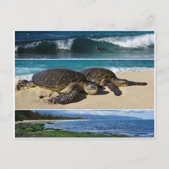 Carte Postale Honu, Tortue de mer verte hawaïenne, Oahu, Rive no (Devant)