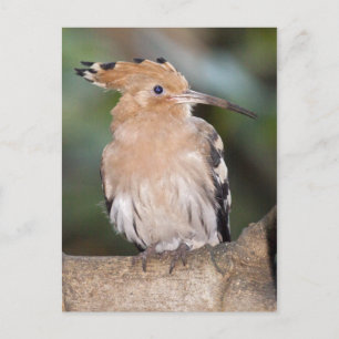 Carte postale Hoopoe