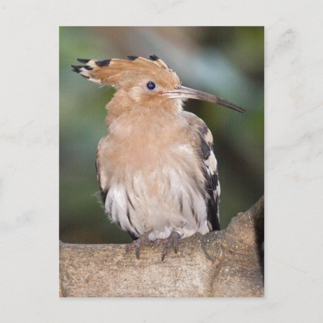 Carte postale Hoopoe (Devant)