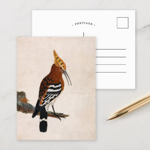 Carte Postale Hoopoe commun   William Lewin
