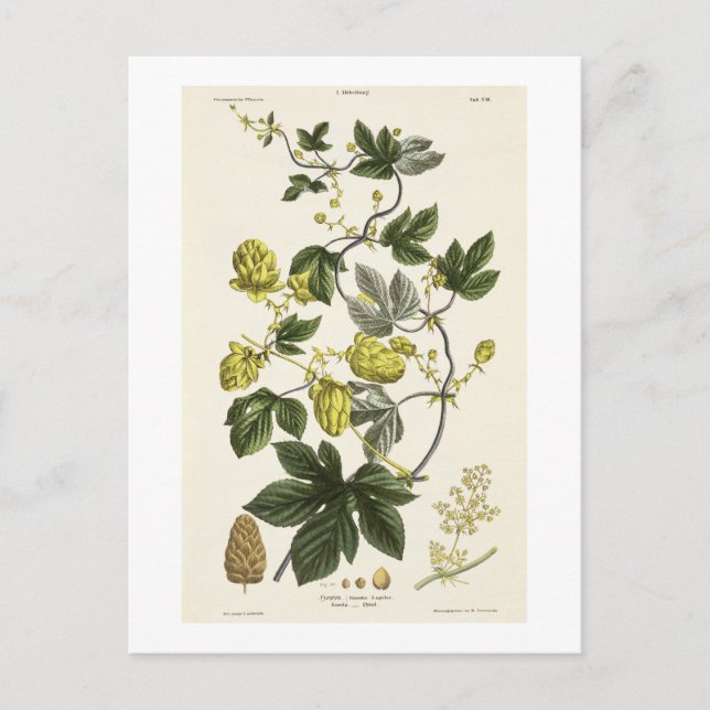 Carte Postale Hop Vine, de "The Young Landsman", publié par Vie (Devant)