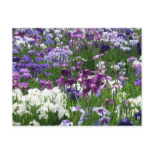 Horikiri Iris Garden : Tokyo, Japon