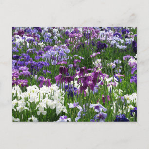 Carte Postale Horikiri Iris Garden : Tokyo, Japon