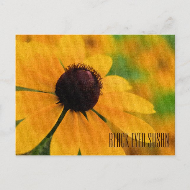 Carte postale horizontale Black Eyed Susan (Devant)
