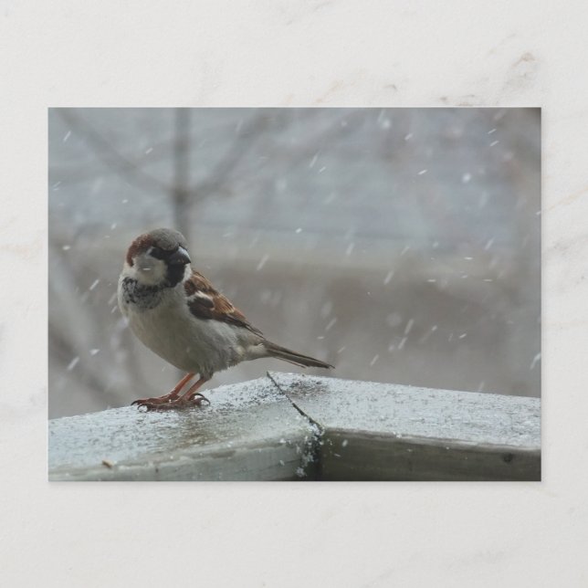 Carte postale horizontale House Sparrow (Devant)