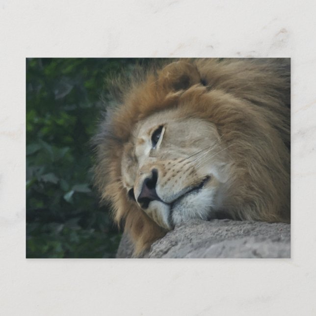 Carte postale horizontale Lion Relaxant (Devant)