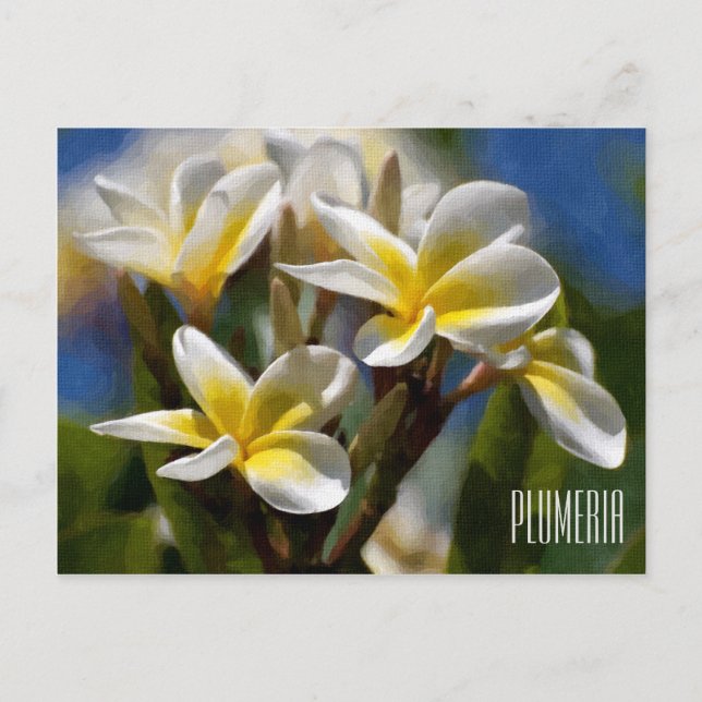 Carte postale horizontale Plumeria (Devant)