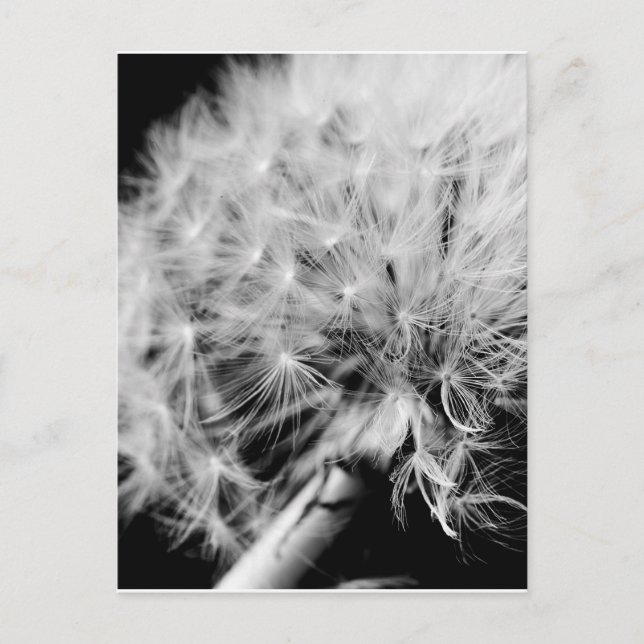 Carte Postale Horloge Dandelion (Devant)