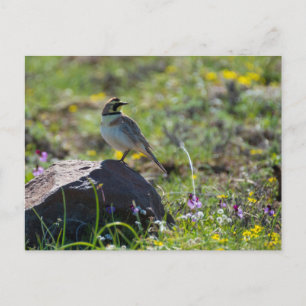 Carte Postale Horne Lark