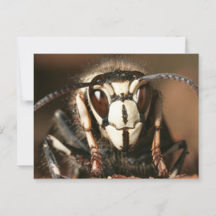Carte Postale Hornet face à l'écran