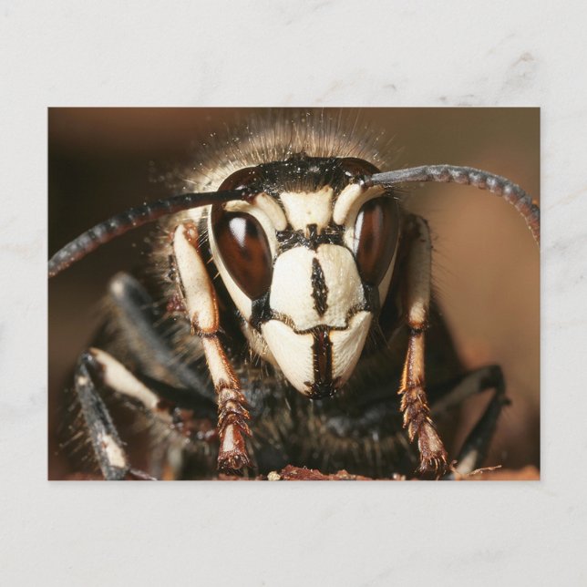 Carte Postale Hornet face à l'écran (Devant)