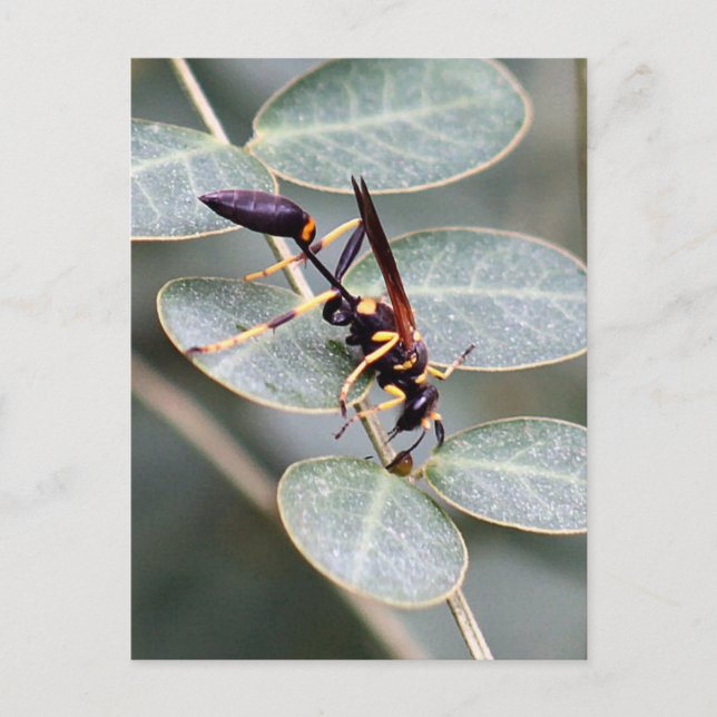 Carte postale Hornet Photo (Devant)