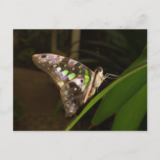 Carte Postale Hors de l'obscurité - Papillon assis sur la feuill