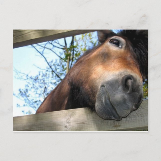 Carte Postale Horse (Devant)