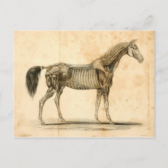 Carte Postale Horse Anatomy (Devant)