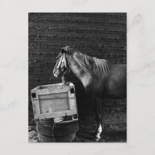 Carte Postale Horse Break Time