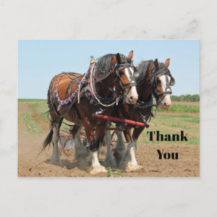 Carte Postale Horse Clydesdale Agriculture Merci photo