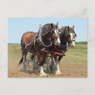Carte Postale Horse Clydesdale Agriculture Photo
