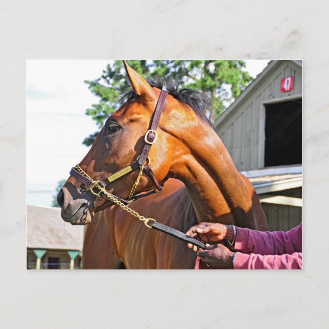 Carte Postale Horse Haven Grange #47 à Saratoga (Devant)