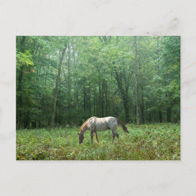 Carte Postale Horse in Meadow (Devant)