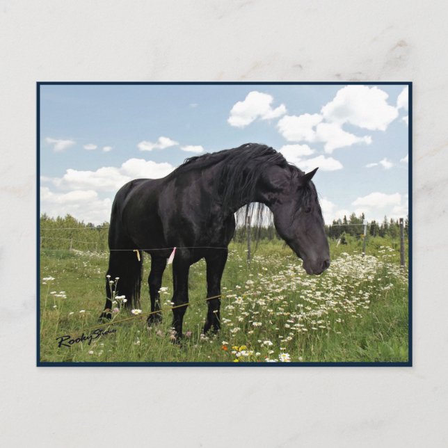 Carte Postale Horse Stretch (Devant)