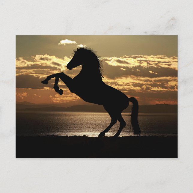 Carte Postale horse sunset silhouette (Devant)