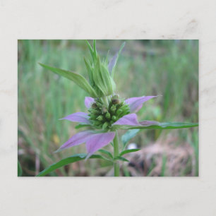 Carte Postale Horsemint tacheté, M. punctata