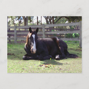Carte Postale Horses