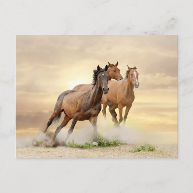 Carte Postale Horses in sunset (Devant)