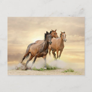 Carte Postale Horses in sunset