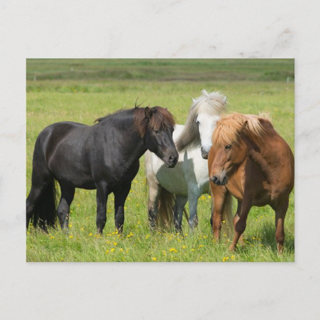 Carte Postale Horses on the Ranch, South Iceland (Devant)