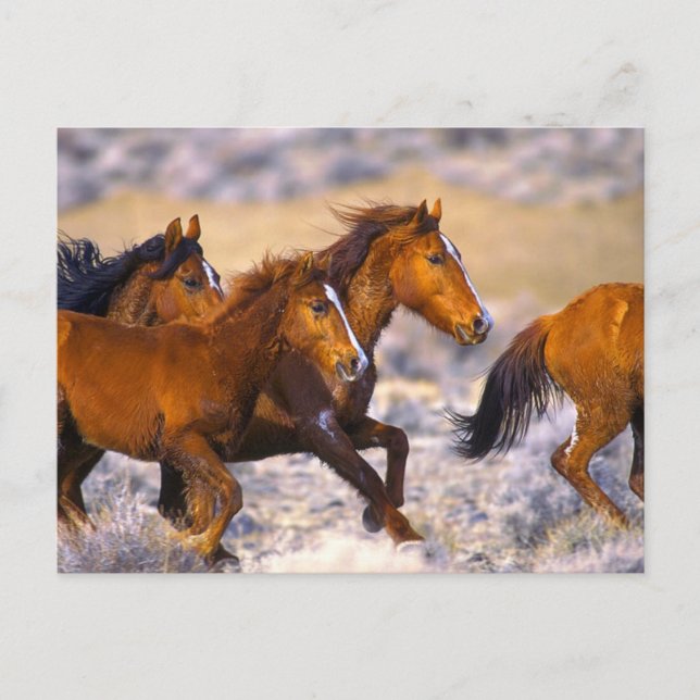 Carte Postale Horses running (Devant)