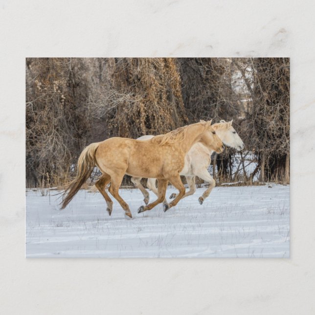 Carte Postale Horses Running in Snow (Devant)