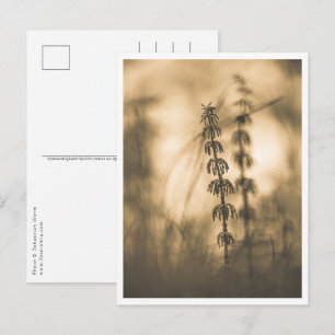 Carte Postale Horsetail Sepia Nature Photo
