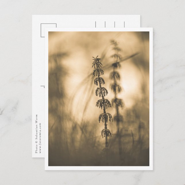 Carte Postale Horsetail Sepia Nature Photo (Devant / Derrière)