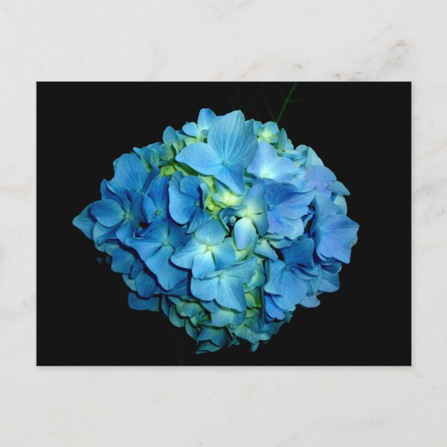 Carte Postale Hortensia Bleu (Devant)