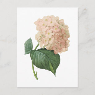 Carte Postale hortensia (espèces d'hortensia) par Redouté