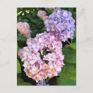 Carte Postale Hortensias