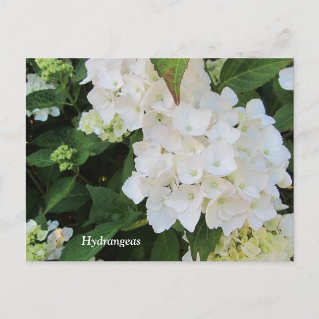 Carte Postale Hortensias blancs (Devant)