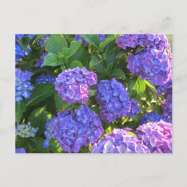 Carte Postale Hortensias bleus et violets vibrants (Devant)