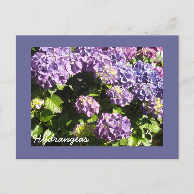 Carte Postale Hortensias Violet Foncé (Devant)