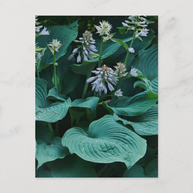 Carte postale Hosta (Devant)