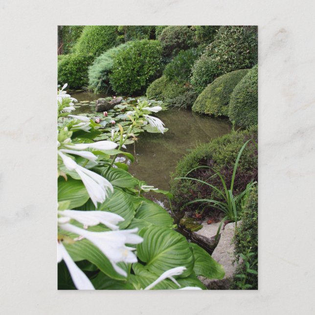 Carte Postale Hosta in a Zen Garden 1 Postcard (Devant)