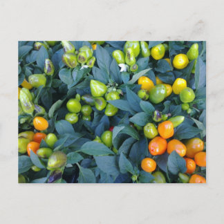 Carte Postale Hot Peppers Plant